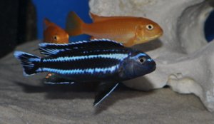 Меланохромис Йохани