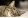 Полудлинношерстные породы кошек фото с названиями