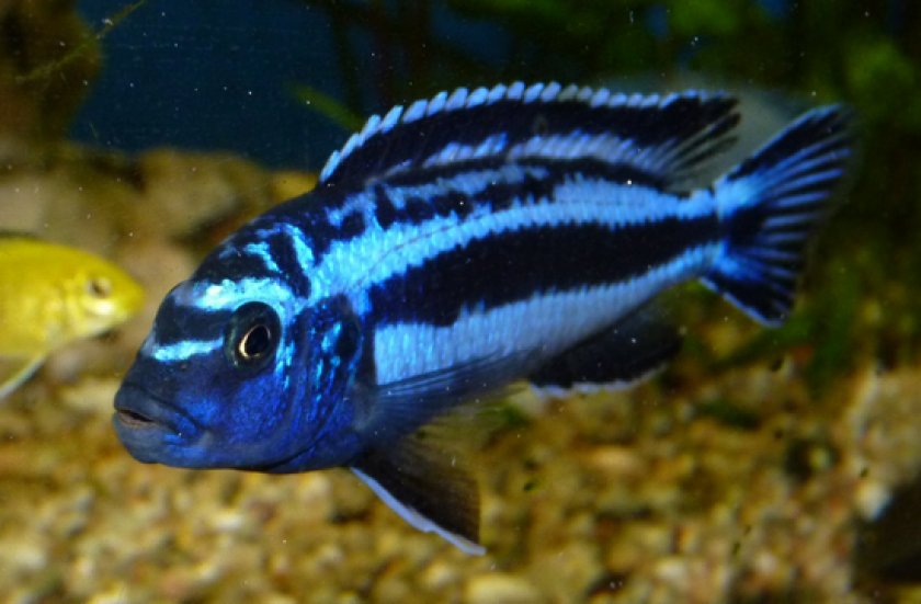 Меланохромис Йохани