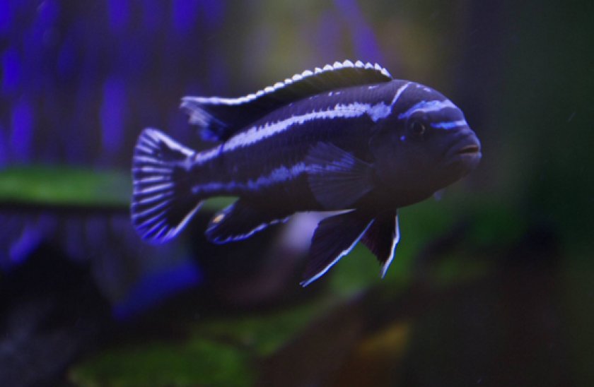 Меланохромис Йохани Меланохромис Йохани