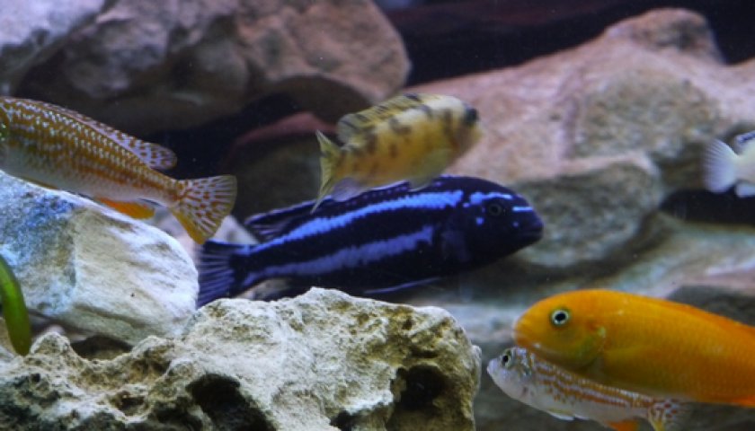 Меланохромис Йохани Меланохромис Йохани