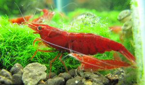 Креветки вишни