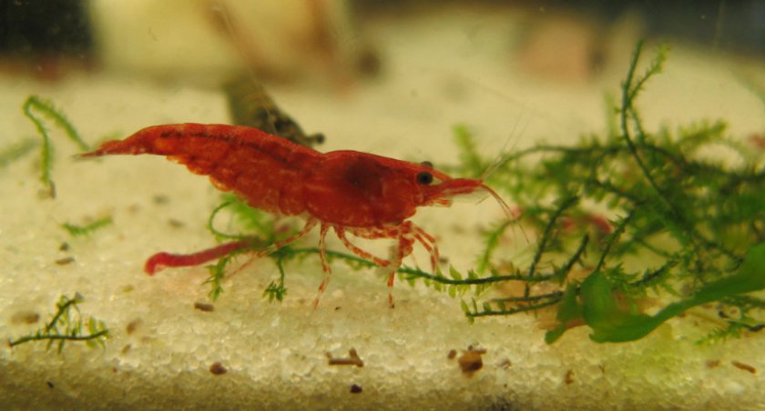 Креветки вишни