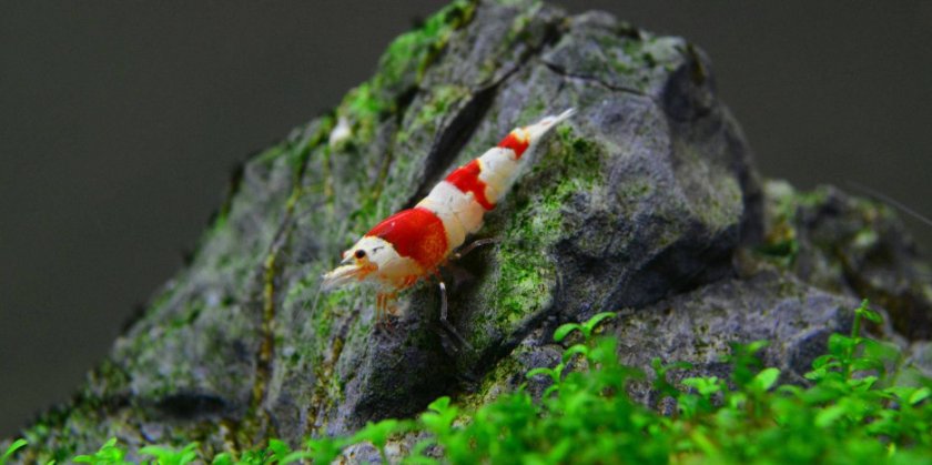 Красный кристалл