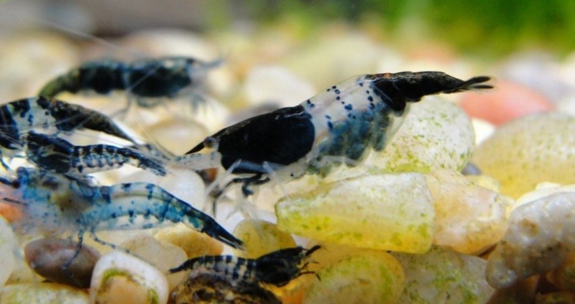 Креветка Рили