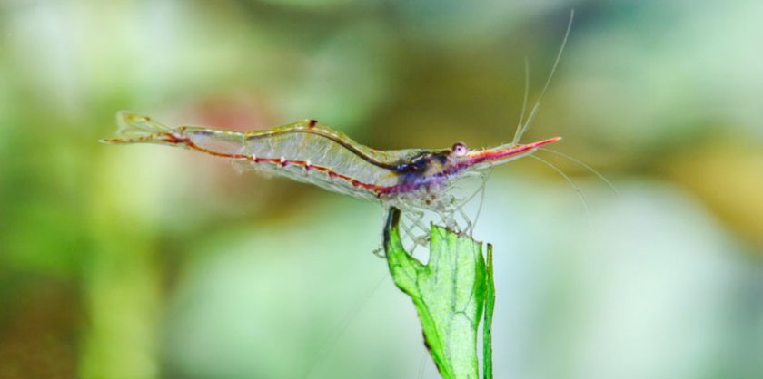 Красноносые креветки