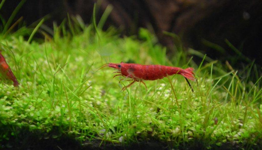 Креветки вишни