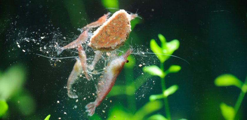 креветка кушает