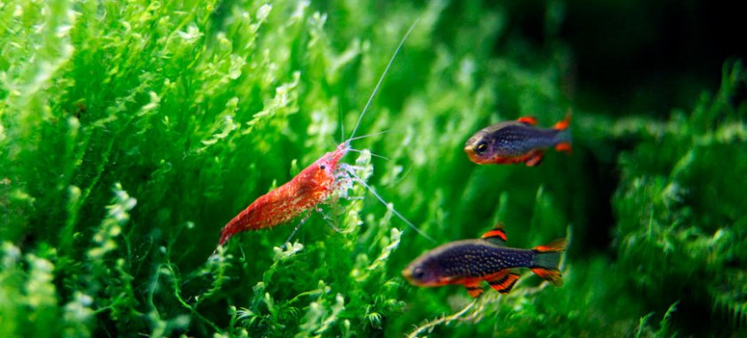 креветка с рыбками