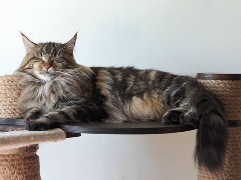 Мейн-кун 1.5 года Мейн-кун 1.5 года