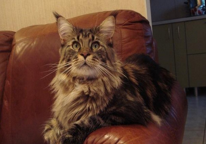 Мейн-кун 2,5 года Мейн-кун 2,5 года