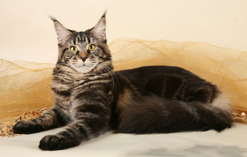 Мейн-кун Мейн-кун