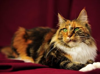 От 200 грамм до 12 килограмм: прирост мейнкуна по месяцам