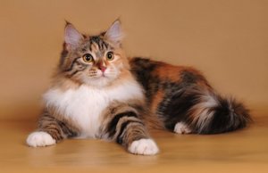 трехцветные коты