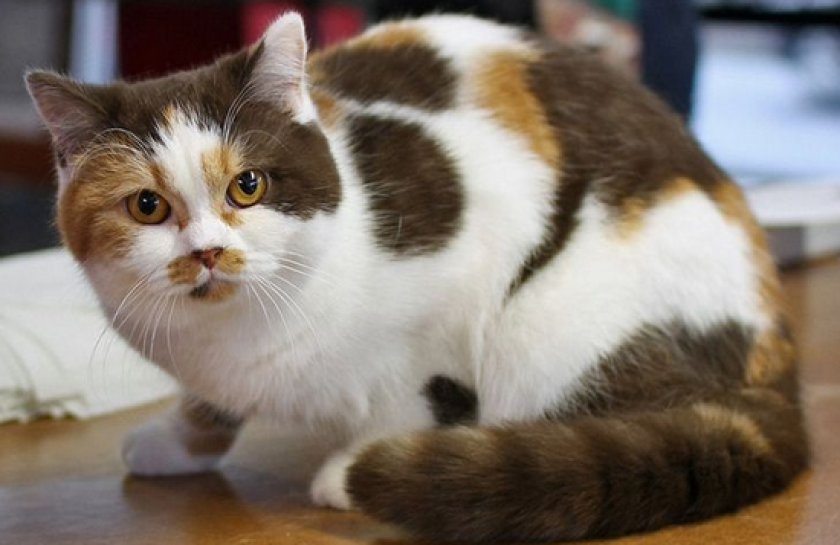 трехцветные коты трехцветные коты