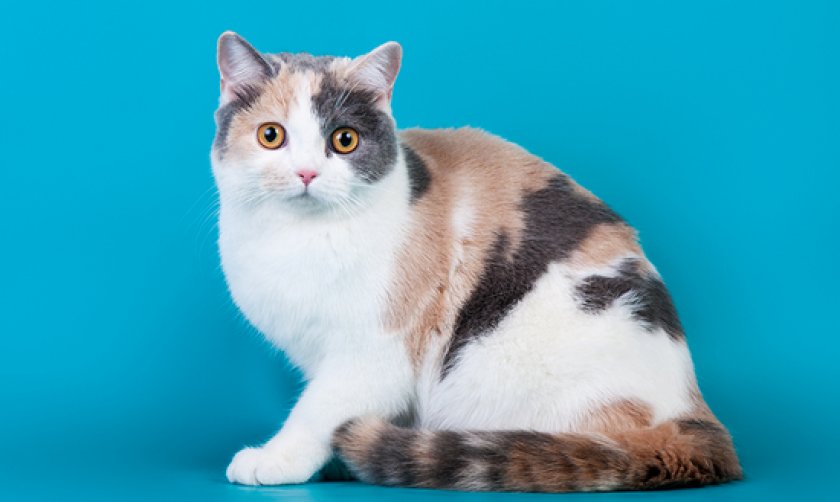 калико калико