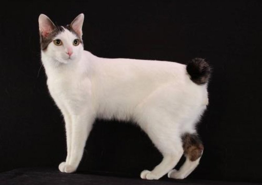 Японский бобтейл Японский бобтейл