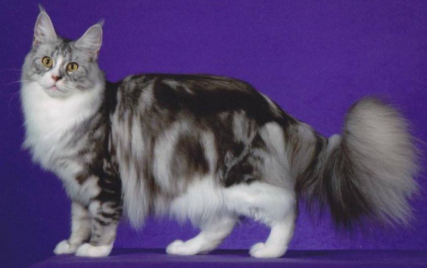 Мейн-кун Мейн-кун