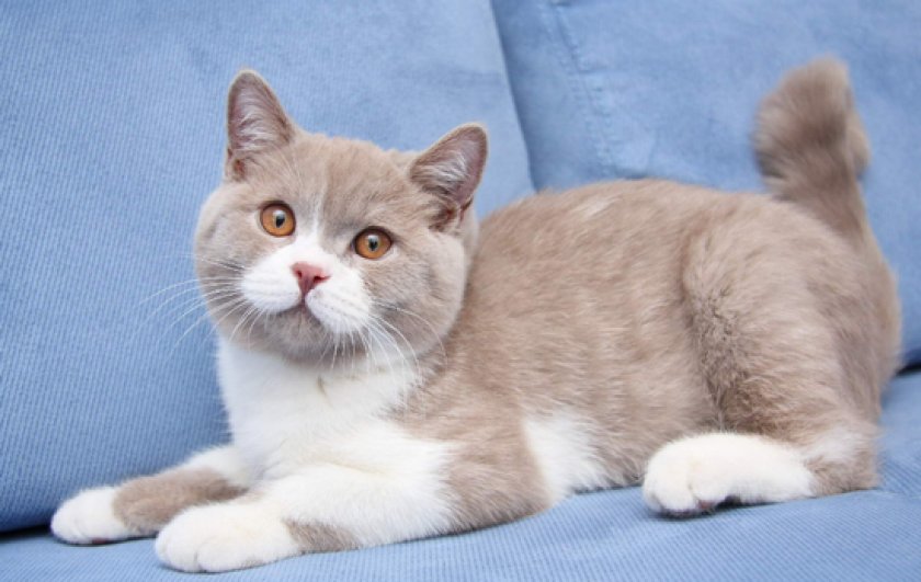 трехцветные коты