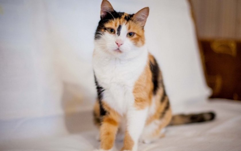 трехцветные коты трехцветные коты