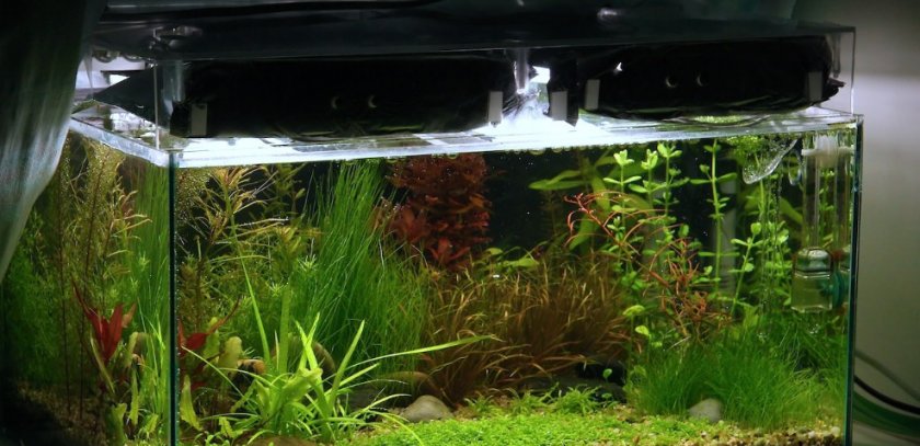 Освещение для аквариума с растениями: создаем настоящую мини вселенную
