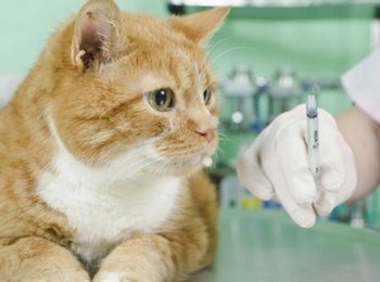 Особенности выбора и использования успокоительного для кошек