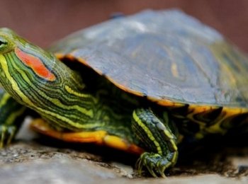 Черепаха не открывает опухшие глаза: болезни красноухой черепахи