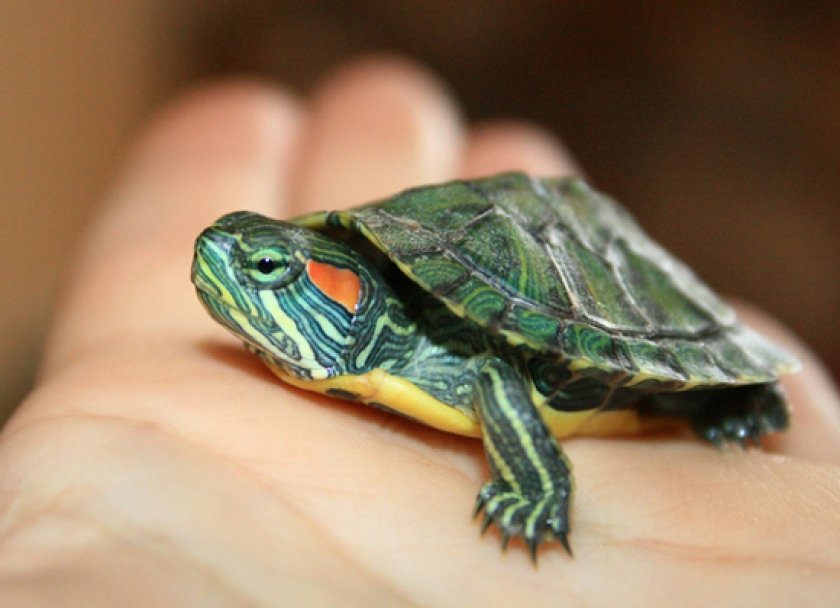 У красноухой черепахи опухли глаза и не открываются: что делать? | VK