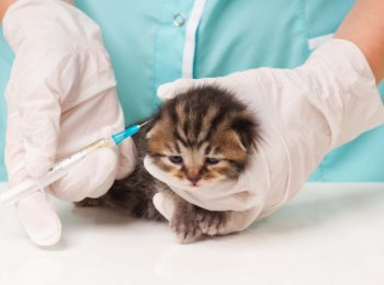 В каком возрасте делают прививки котятам