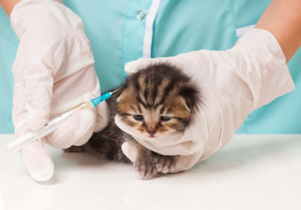 Какие прививки делают котятам и когда нужно делать первую прививку