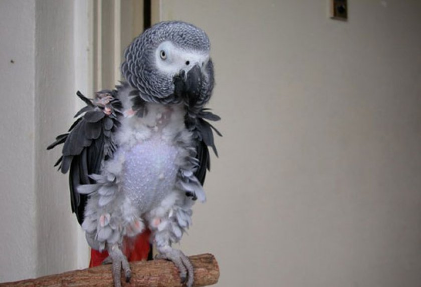 попугай чешется