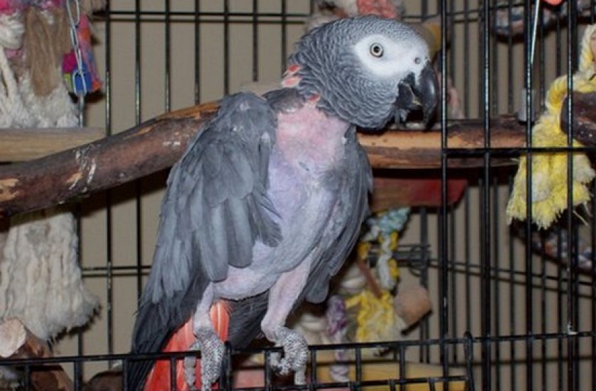 попугай чешется