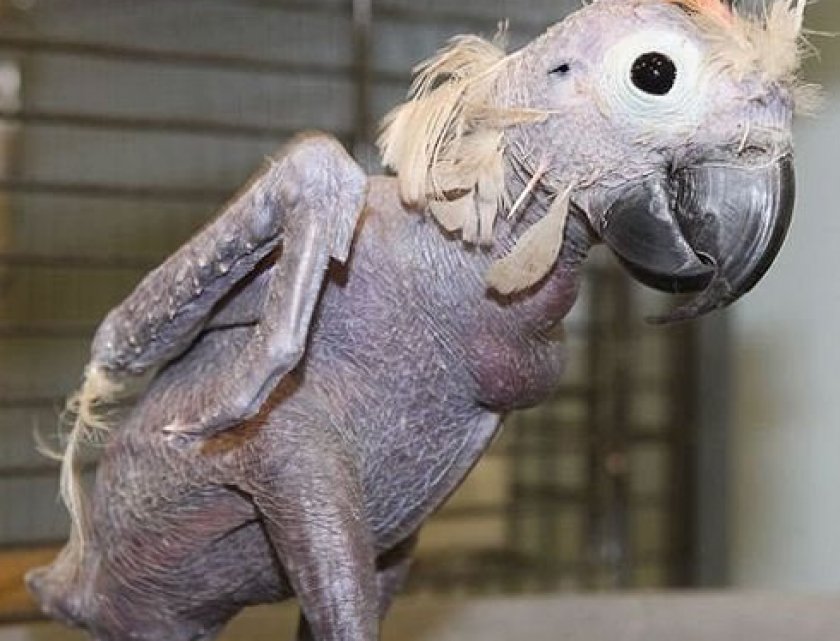 попугай чешется