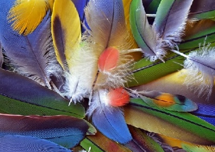 Роговые перья птиц. Перья птиц. Красивые перья птиц. Перо попугая. Необычные перья птиц.