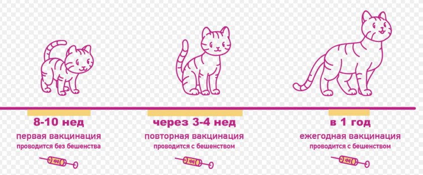 Схема вакцинации котят.