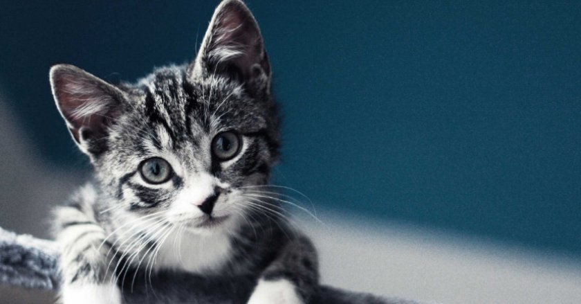 котенок котенок