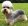 Добрые и жизнерадостные собаки: знакомимся с денди-динмонт-терьером