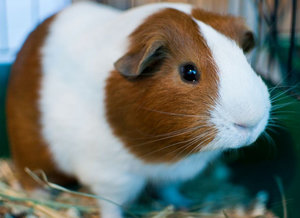 морская свинка