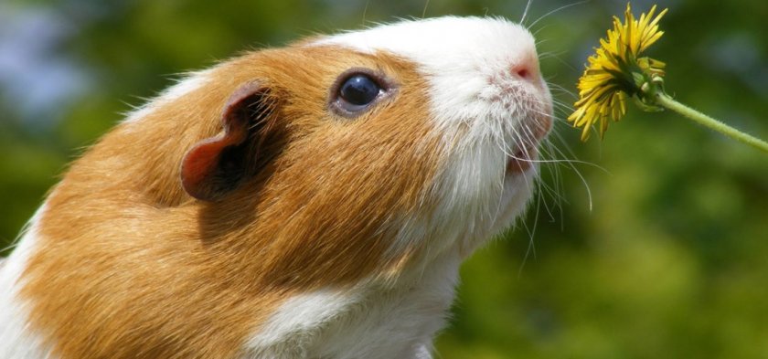 морская свинка