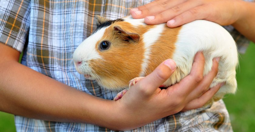 морская свинка