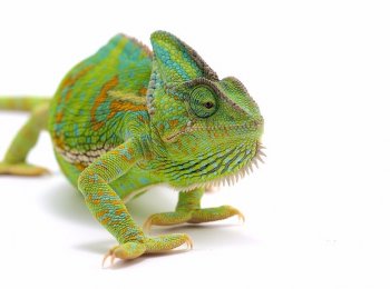 Содержания хамелеона в домашних условиях