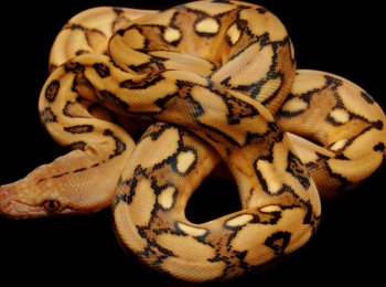 Тигровый питон: содержание и уход