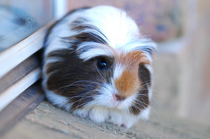 Морская свинка