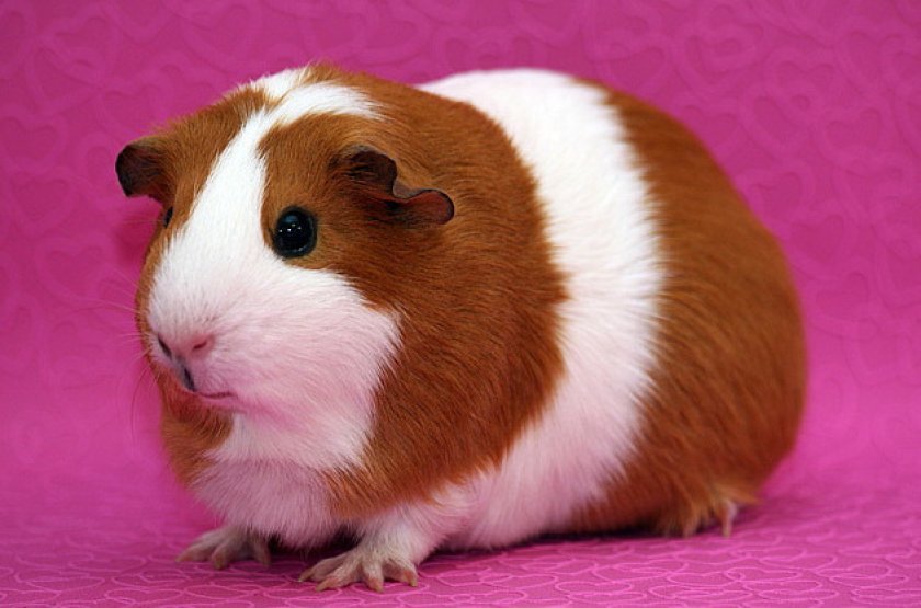 Морская свинка