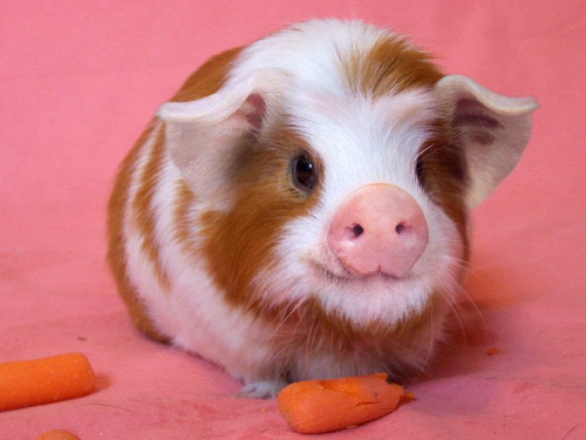 Морская свинка
