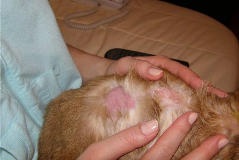 Выпадение шерсти у морской свинки