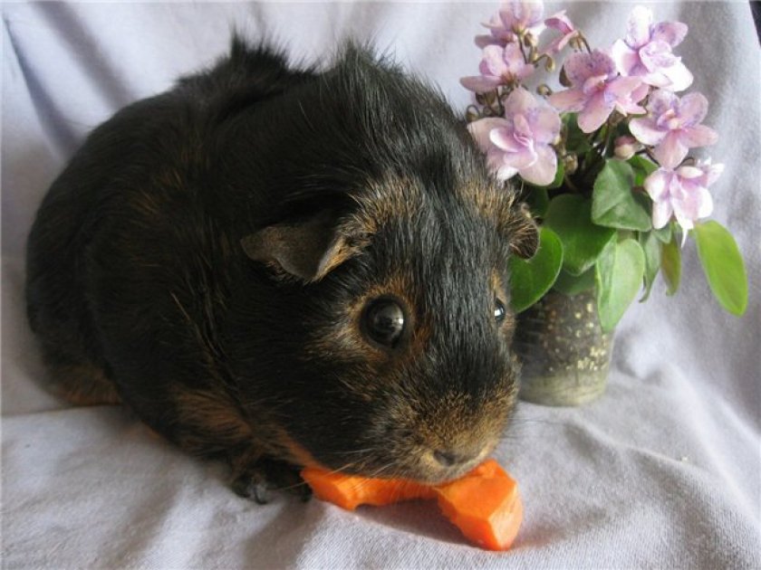 Морская свинка