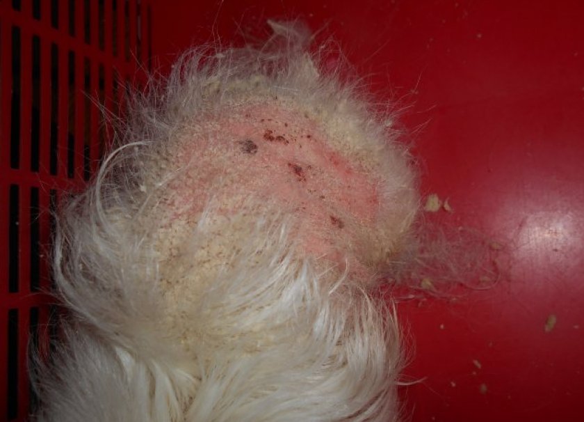 Клещи у морской свинки