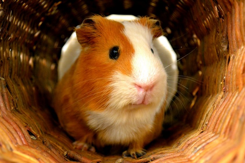 Морская свинка