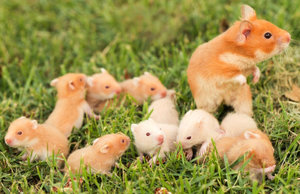 Размножение хомяков